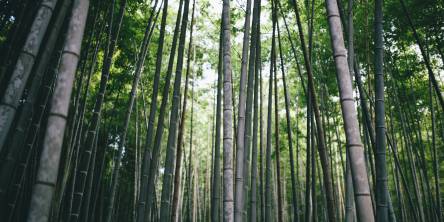 Bamboo Watches