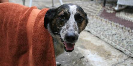 dog with blanket