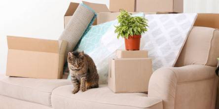 moving with cat