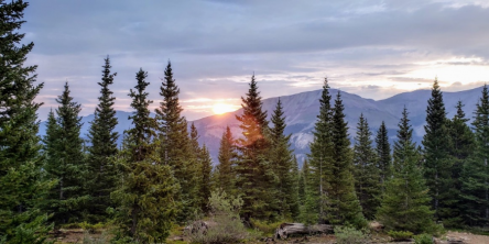 pine trees in forest